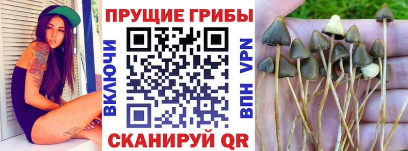 купить закладку  Киренск  кракен вход  Псилоцибиновые грибы MAGIC MUSHROOMS 